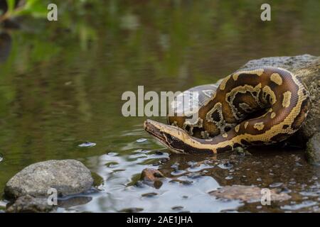 Sumatran Red Blood Python (Python curtis curtis) commonly known as red short-tailed python, a nonvenomous snake Stock Photo