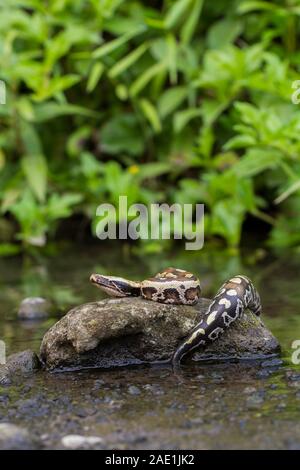 Sumatran Red Blood Python (Python curtis curtis) commonly known as red short-tailed python, a nonvenomous snake Stock Photo