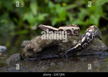 Sumatran Red Blood Python (Python curtis curtis) commonly known as red ...