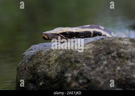 Sumatran Red Blood Python (Python curtis curtis) commonly known as red short-tailed python, a nonvenomous snake Stock Photo