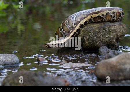 Sumatran Red Blood Python (Python curtis curtis) commonly known as red short-tailed python, a nonvenomous snake Stock Photo