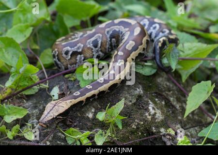 Sumatran Red Blood Python (Python curtis curtis) commonly known as red short-tailed python, a nonvenomous snake Stock Photo