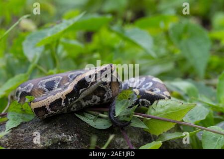 Sumatran Red Blood Python (Python curtis curtis) commonly known as red short-tailed python, a nonvenomous snake Stock Photo