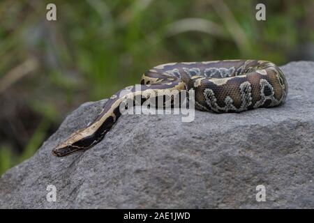 Sumatran Red Blood Python (Python curtis curtis) commonly known as red short-tailed python, a nonvenomous snake Stock Photo