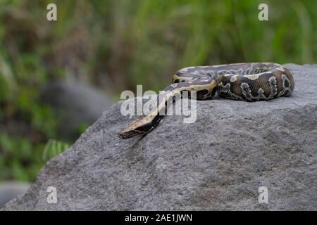 Sumatran Red Blood Python (Python curtis curtis) commonly known as red short-tailed python, a nonvenomous snake Stock Photo