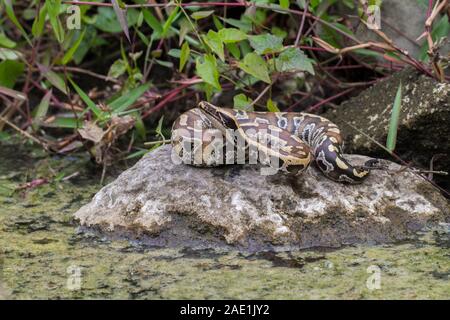 Sumatran Red Blood Python (Python curtis curtis) commonly known as red short-tailed python, a nonvenomous snake Stock Photo
