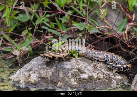 Sumatran Red Blood Python (Python curtis curtis) commonly known as red short-tailed python, a nonvenomous snake Stock Photo