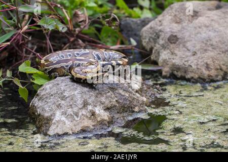 Sumatran Red Blood Python (Python curtis curtis) commonly known as red short-tailed python, a nonvenomous snake Stock Photo