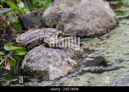 Sumatran Red Blood Python (Python curtis curtis) commonly known as red short-tailed python, a nonvenomous snake Stock Photo