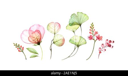 Set watercolor elements of transparent rose, freesia and leaves. Collection og pink flowers, berries, branches. Botanic illustration isolated on white Stock Photo