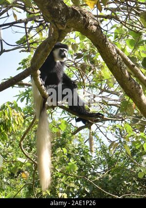 A black and white colobus monkey, the mantled guereza (Colobus guereza), relaxes on tree branches to digest its meal of leaves. Arusha National Park. Stock Photo