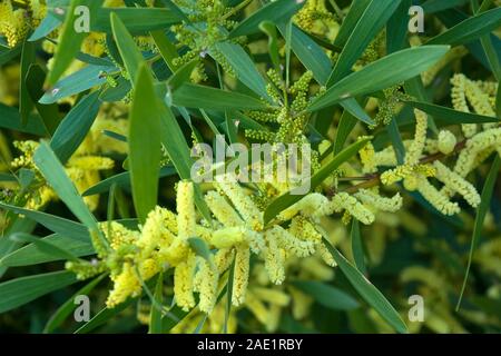Sydney Australia, yellow flowers and leaves of Acacia longifolia or Sydney Golden Wattle  tree Stock Photo