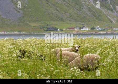 sheep grazing in blossoming meadows, shot under bright light near Flakstad,  Lofoten, Norway Stock Photo