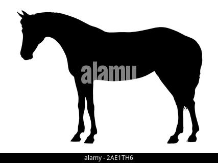 Beautiful horse. Silhouette portrait of a horse. Equine drawing. Stock Photo