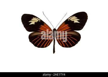 Heliconius erato, Red postman, small postman, a butterfly cut out with white background Stock Photo