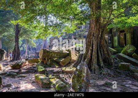 Gigant Tetrameles nudiflora - Spung tree with the ruins of Ta Prohm Temple,  at Angkor Wat complex, Siem Reap, Cambodia Stock Photo