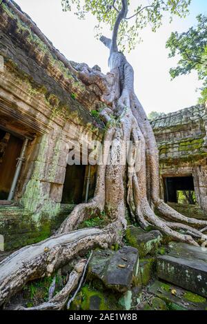 Gigant Tetrameles nudiflora - Spung tree with the ruins of Ta Prohm Temple,  at Angkor Wat complex, Siem Reap, Cambodia Stock Photo