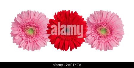 Three red and pink gerbera flowers on white background isolated close up, gerber flower pattern, greeting card decorative floral border, daisies Stock Photo