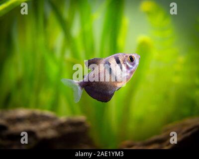 Black Skirt Tetra (Gymnocorymbus ternetzi) in a fish tank Stock Photo