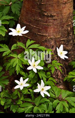 A group of five wood anemones, Norsey Woods, Essex Stock Photo