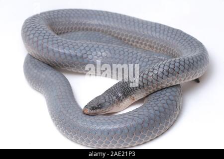 Xenopeltis unicolor Shedding it's Skin / sunbeam snake is a non ...