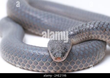 Xenopeltis unicolor Shedding it's Skin / sunbeam snake is a non ...