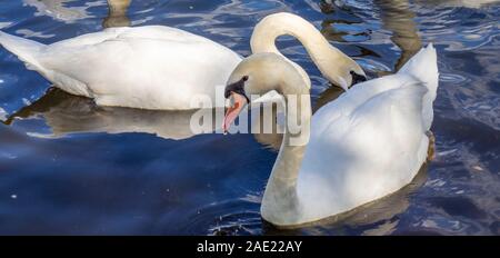 Two white swans on the Vltava River Prague Czech Republic. Stock Photo