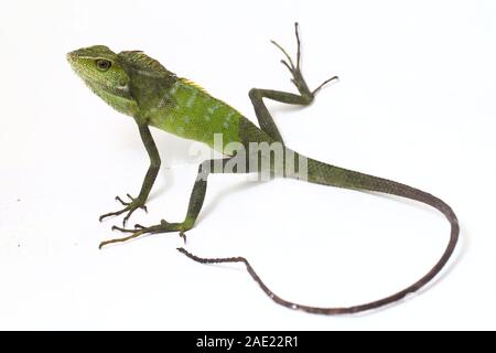 Bronchocela jubata, commonly known as the maned forest lizard, is a species of agamid lizard found mainly in Indonesia isolated on white background Stock Photo