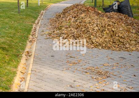 Pile of fallen autumn leaves with filled black plastic bags on paved road in a park. Stock Photo