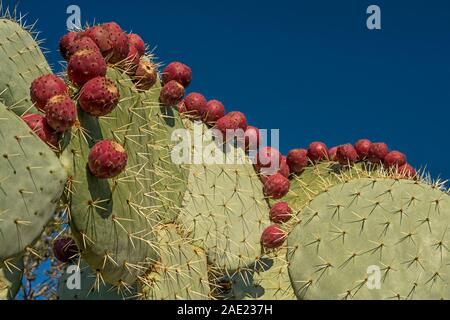 ROWS OF PRICKLY PEAR CACTUS PLANT ( OPUNTIA ) FRIUITS