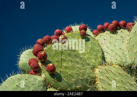 ROWS OF PRICKLY PEAR CACTUS PLANT ( OPUNTIA ) FRIUITS