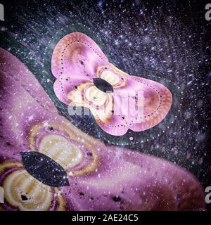 Abstract image of moths on a dark background. Stock Photo