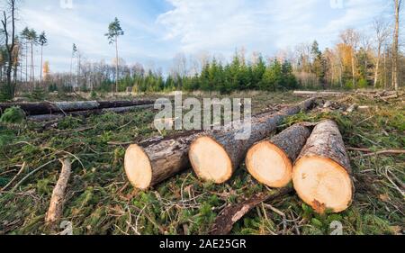 Felled wooden spruce logs group in damaged autumn forest. Blue sky. Tree felling and forestry works. Rural scene. Bark beetle calamity. Climate change. Stock Photo
