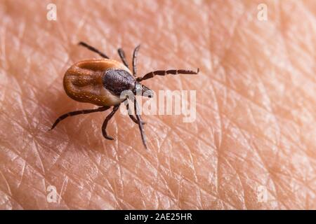 Female castor bean tick crawling on pink human skin. Ixodes ricinus. Dangerous insect parasite on textured background. Encephalitis, Lyme borreliosis. Stock Photo