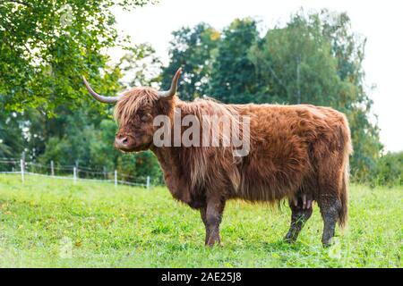 Ginger Highland livestock cow profile. Green grassy grazing. Bos taurus detail. One beef cattle with horns, brown woolly fur and udder. Rural pasture. Stock Photo