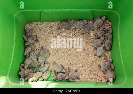 Newly born turtles that have been collected to save them from predators, Akumal beaxch, Mexico Stock Photo