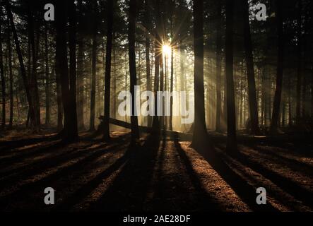 Winter sunlight shining through trees in a uk  forest. Stock Photo