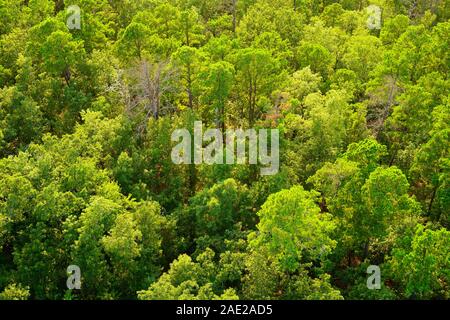 Aerial view over bright green treetops in summer. Forest in Hot Springs National Park, Garland County, Arkansas, USA. Stock Photo