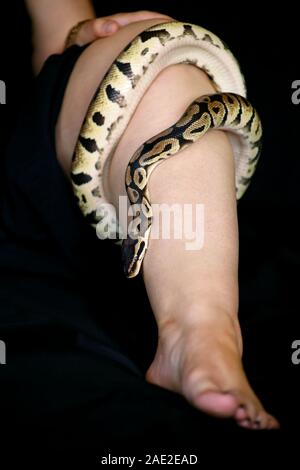 Snake Feet Ball Python Leg with Royal Python snake. Ball Python slithering on female foot and ...