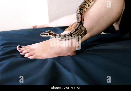 Leg with Royal Python snake. Ball Python slithering and crawling around ...