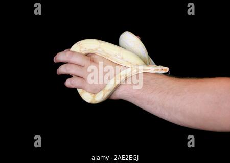Boy and male hand with snake. Man holds Boa constrictor albino snake in hand. Exotic tropical cold blooded reptile of animal, zoo. Boa constrictor. Stock Photo
