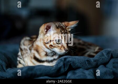 Young Bengal Cat Studio Portrait Stock Photo