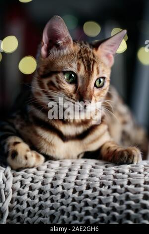 Young Bengal Cat Studio Portrait on wool blanket Stock Photo