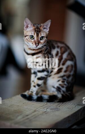 Young Bengal Cat Studio Portrait sitting on wooden board Stock Photo