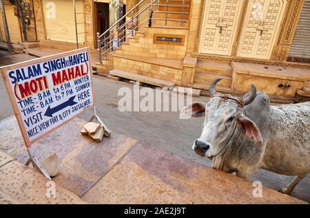 JAISALMER, INDIA – MARCH 14, 2015: Curious grey cow looking at billboard of museum Moti Mahal in Jaisalmer city, India. Jaisalmer is a very popular to Stock Photo