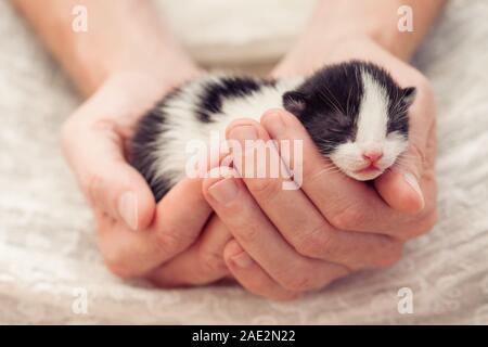 Very Little striped kitten in man hands. Stock Photo