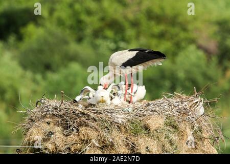 White stork (Ciconia ciconia) feeding its young while standing in its nest, which is built on a metal pole on the outskirts of a small village in Bulg Stock Photo