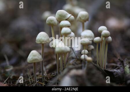 Poisonous mushrooms false honey agarics Stock Photo