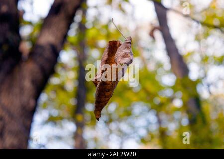 Nature in the fall season: a capture of one brown leaf apparently floating in the air. Bokeh of trees, branches and leaves in the background. Stock Photo
