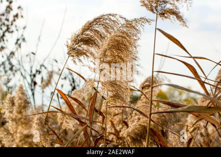 Nature in the autumn: inflorescence of Phragmites australis, known as the common reed, a broadly distributed wetland grass. Stock Photo